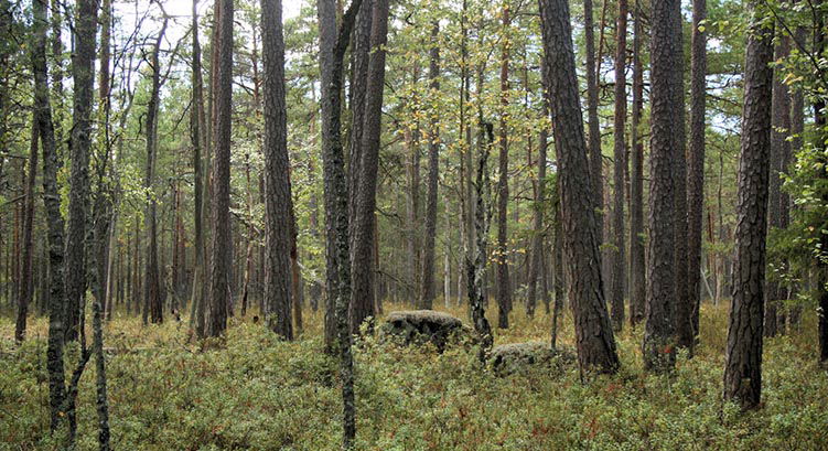 Gammal tallskog i centrala delen av Knattorpsmossen.