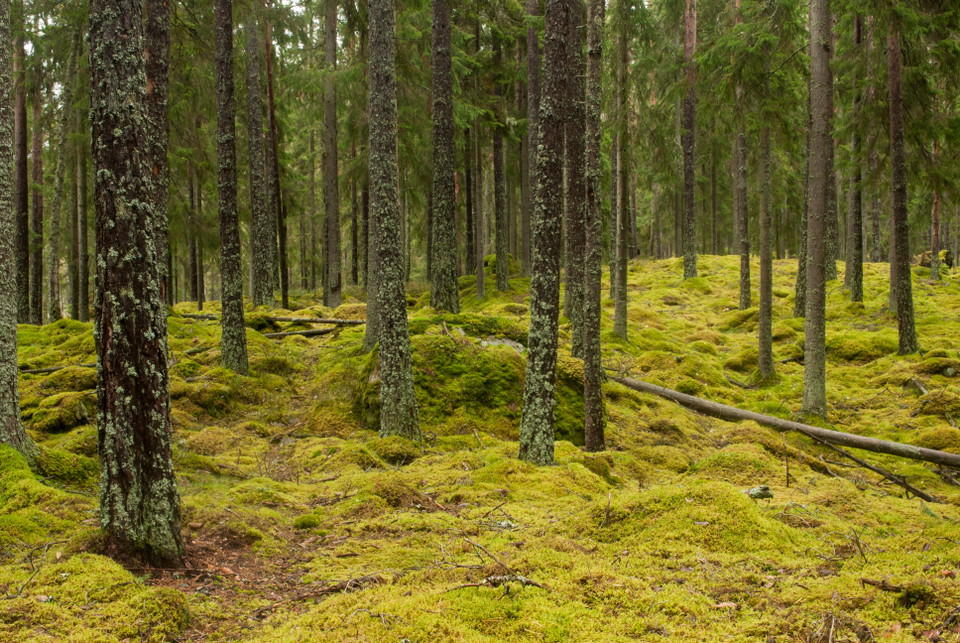 Fotograf: Tobias Ivarsson