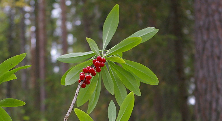 Tibast med sina giftiga, röda bär.