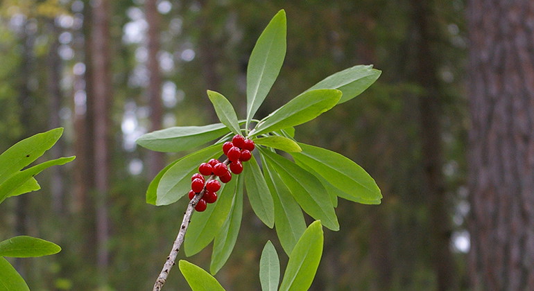 Tibast med sina giftiga, röda bär.