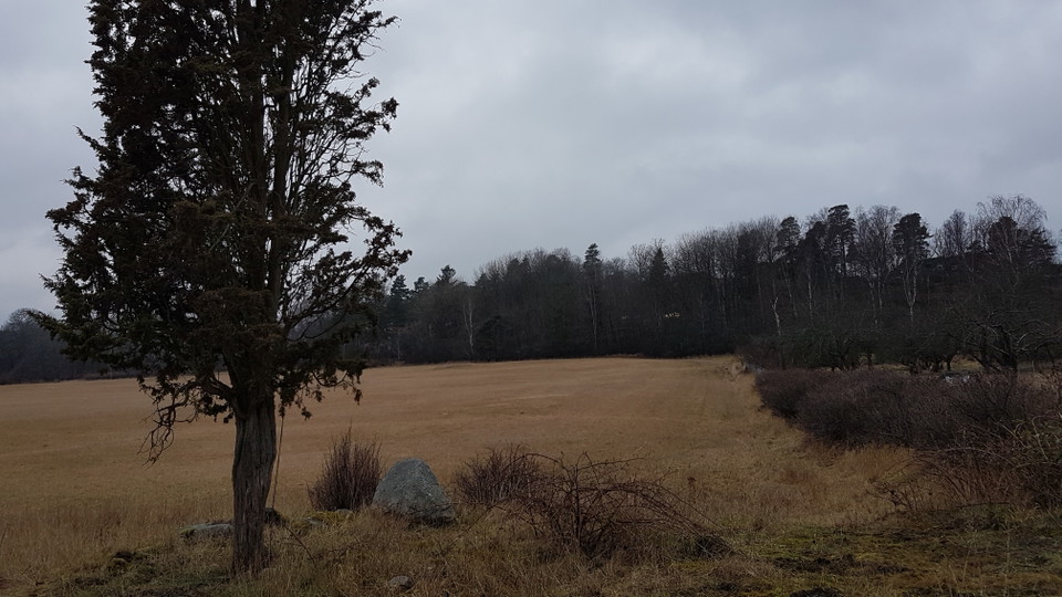 Största en. Västra Yttringe. Foto Lidingö stad.