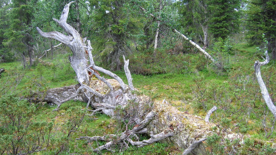 En gammal silverfura som ligger på marken i en gammelskog.