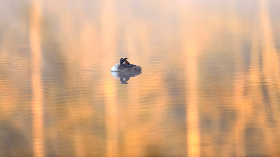 Skäggdopping i Ekholmsnässjön. Foto Eddie Granlund