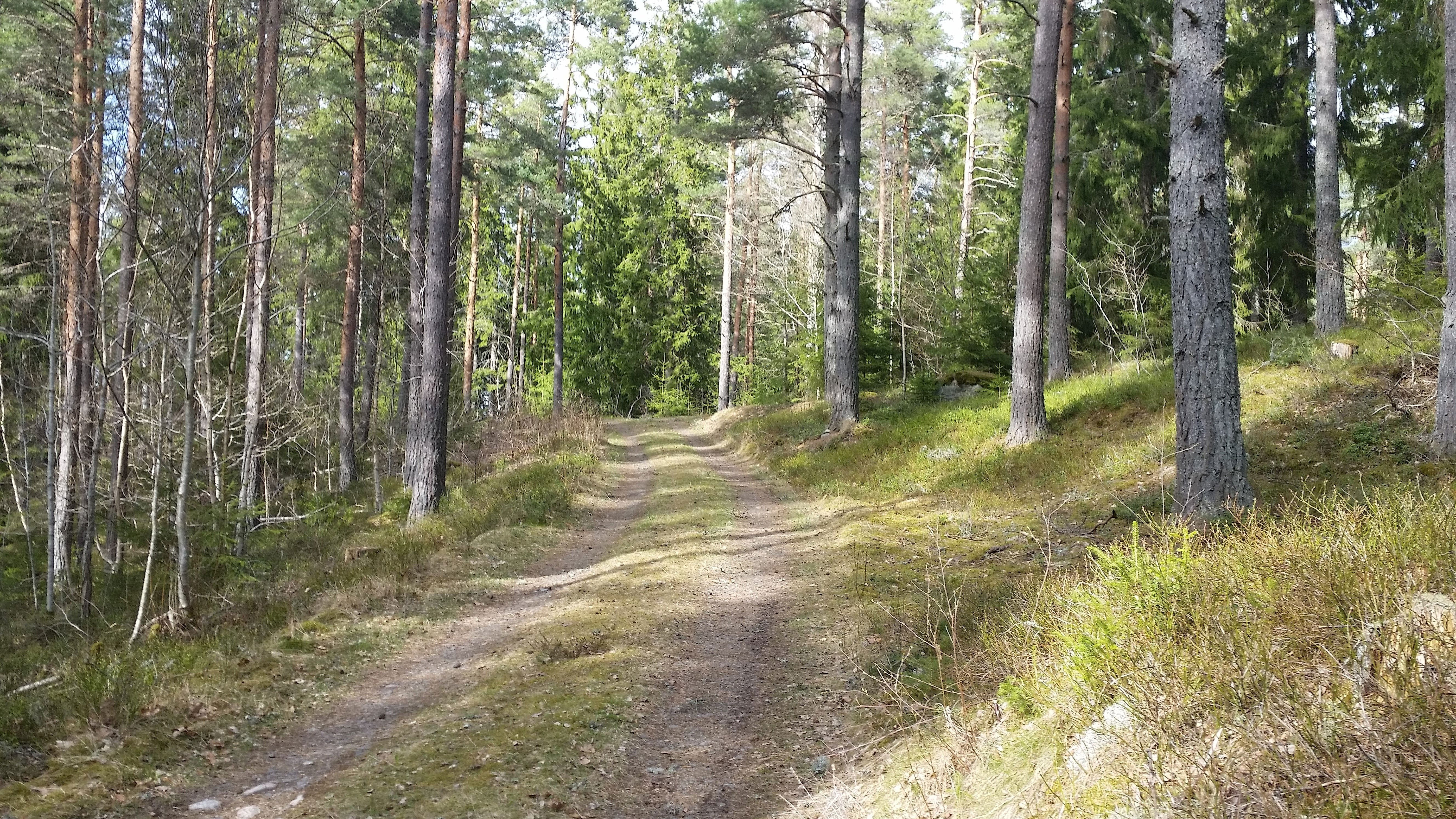 Håkan Lernefalk
