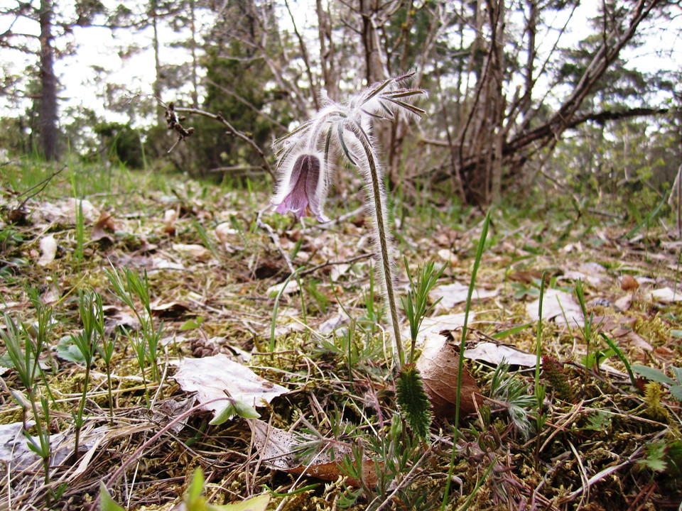 Fältsippa. Elin van Dooren/Trosa kommun