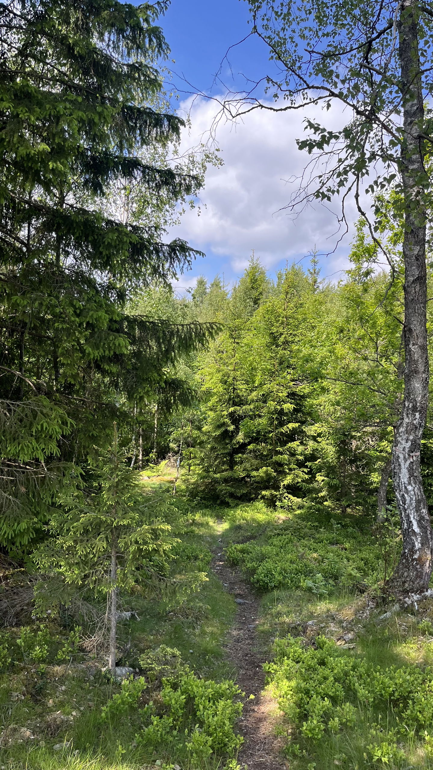 Bild: Sveaskog