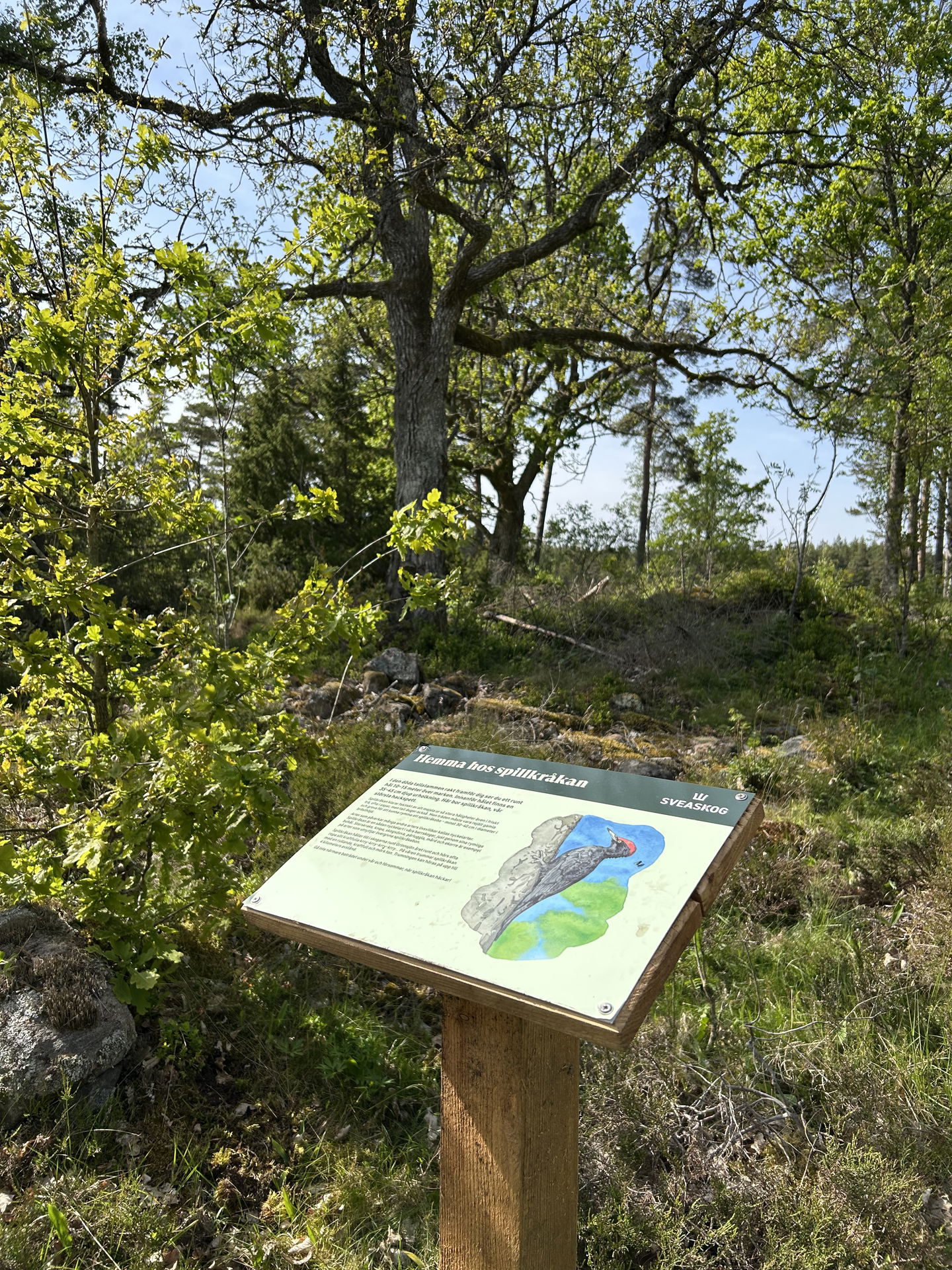 Bild: Sveaskog