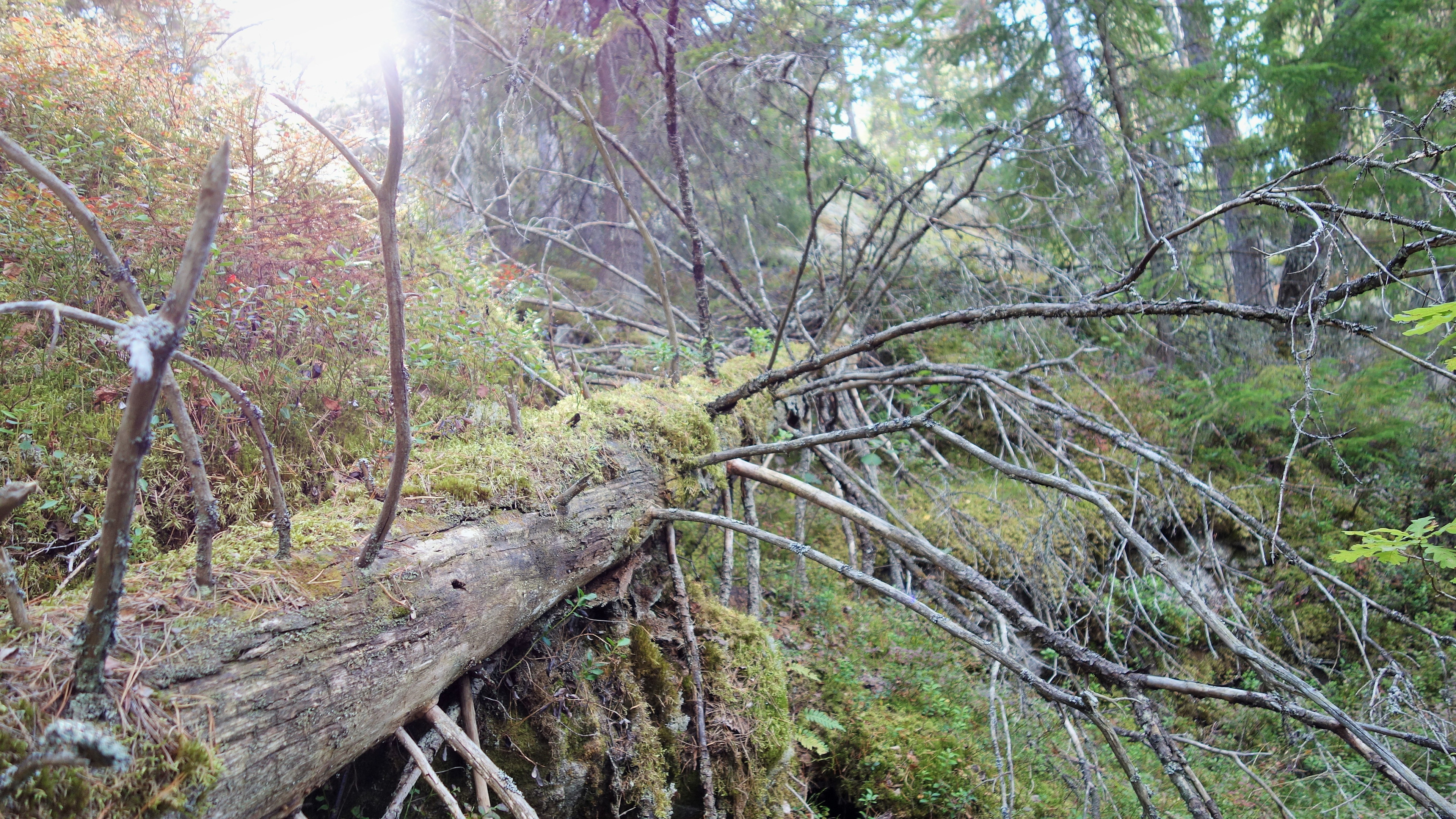 Jursla gammelskog
