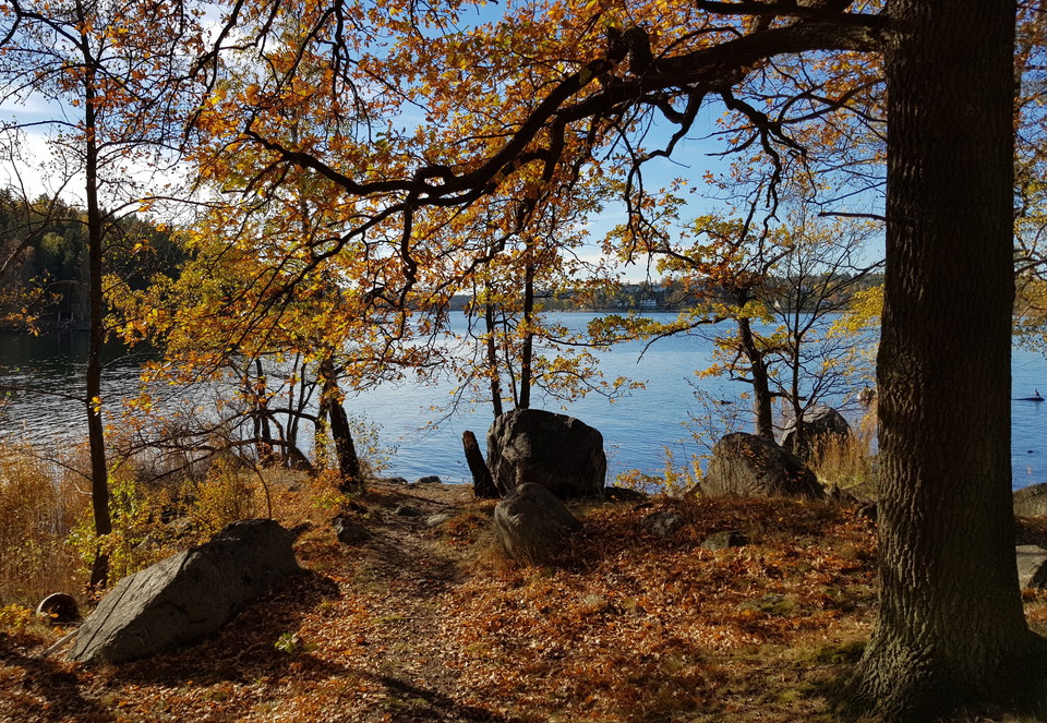 Ek på Taheitis södra strand. Foto Lidingö stad