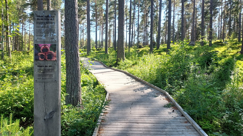En trätrottoar leder upp till Badtjärn från parkeringen. 