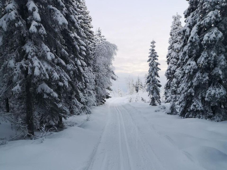 Skidspår i Harsa