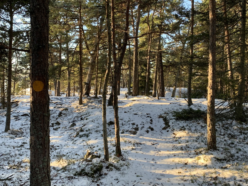 Stigen vindlar sig bland tallarna på halvön Killingen.