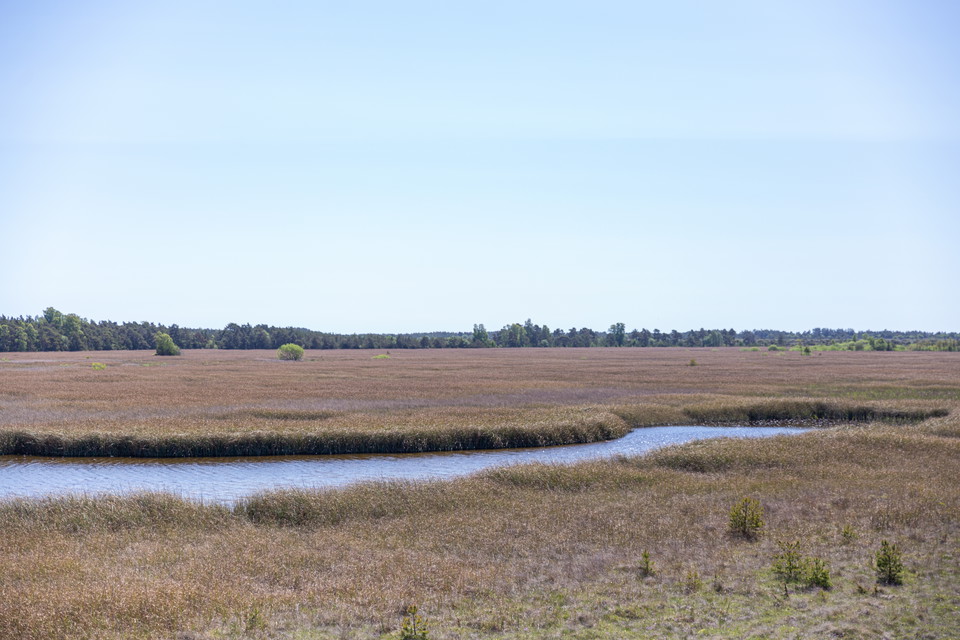 Grästäckt myr med vattenspegel.