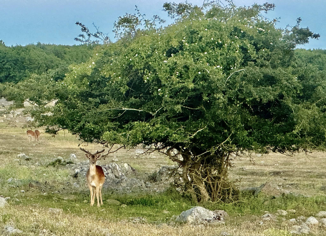 Foto Robert Ekholm
