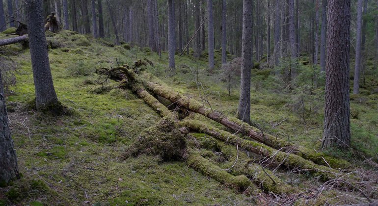I det lilla reservatet Grävna Knippan växer en imponerade gammelskog.