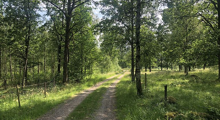 grusväg i skogen med hage vid båda sidorna av vägen