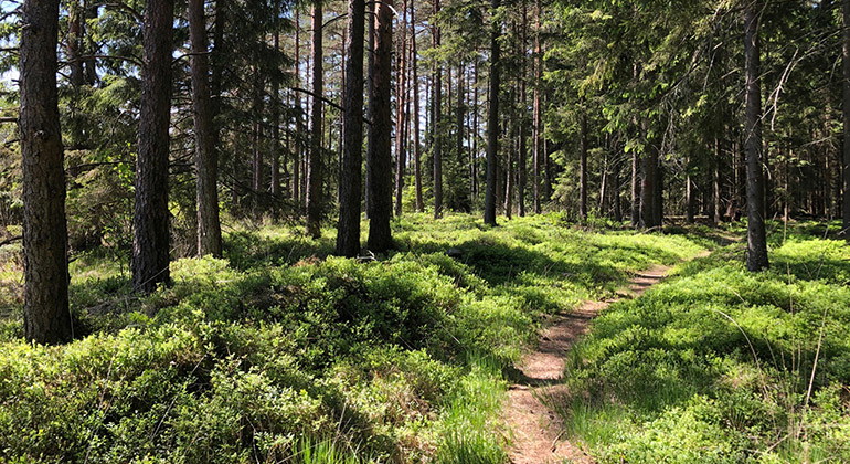 stig i skogen