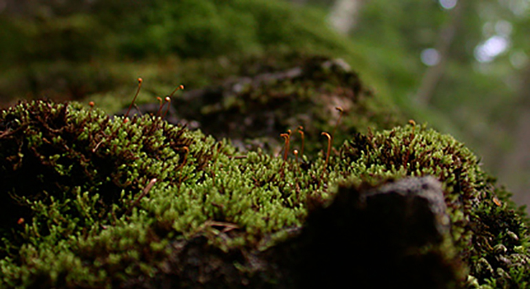 Stenbäcken, Naturreservat