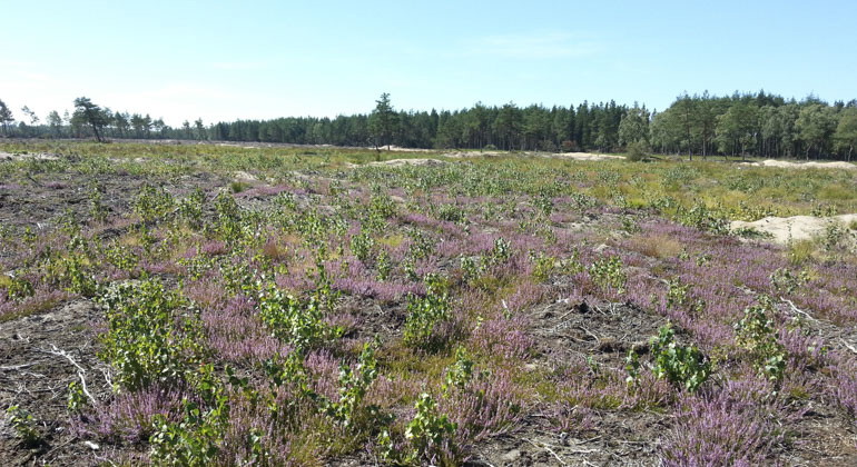 blommor i gräset
