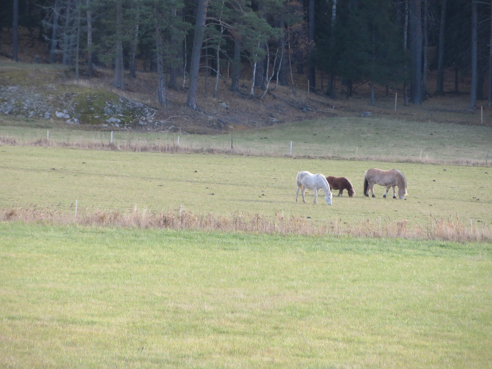 Hästar på bete