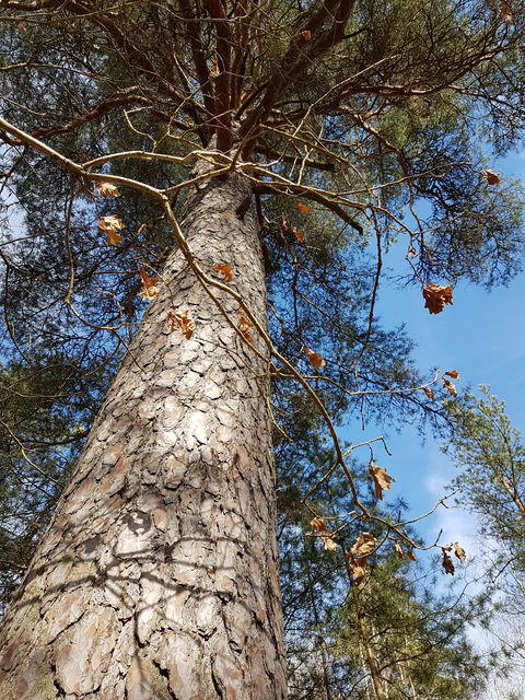Jättetall i Grönsta. Foto Lidingö stad.