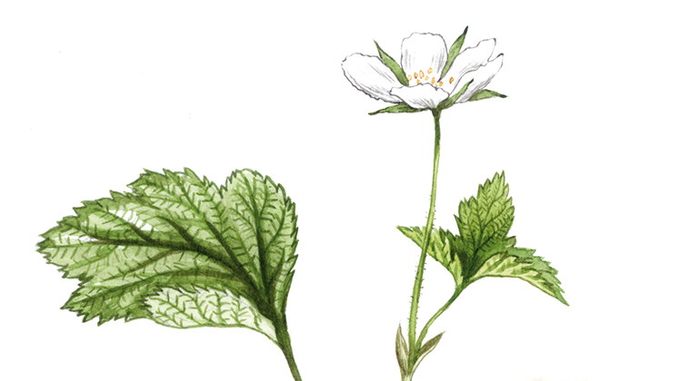 Hjortronblomma