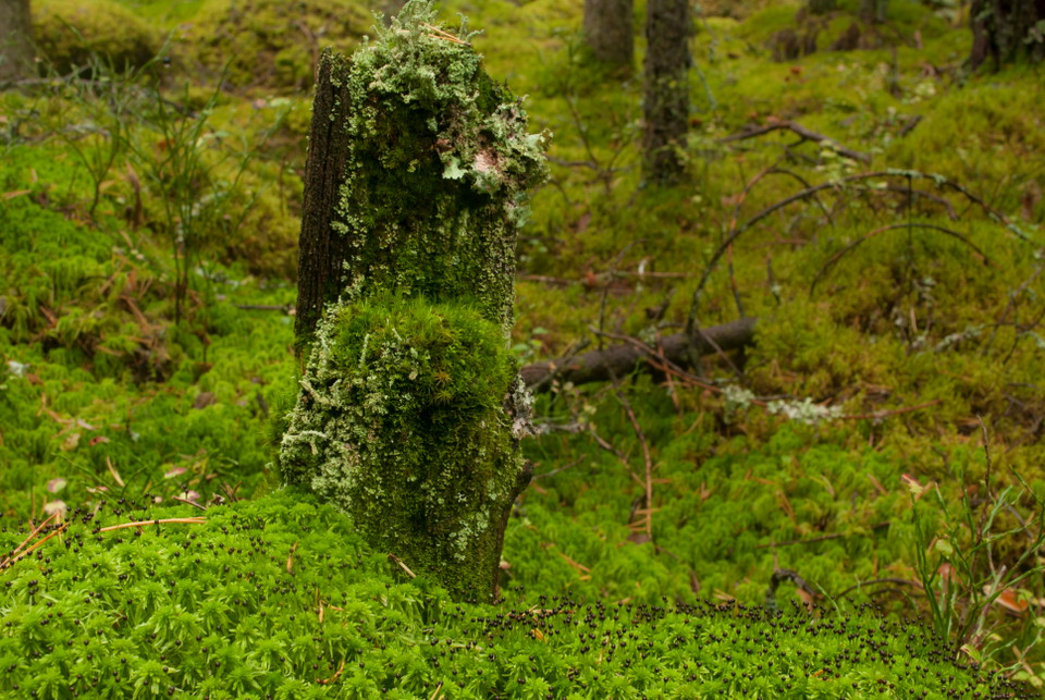 Fotograf: Tobias Ivarsson