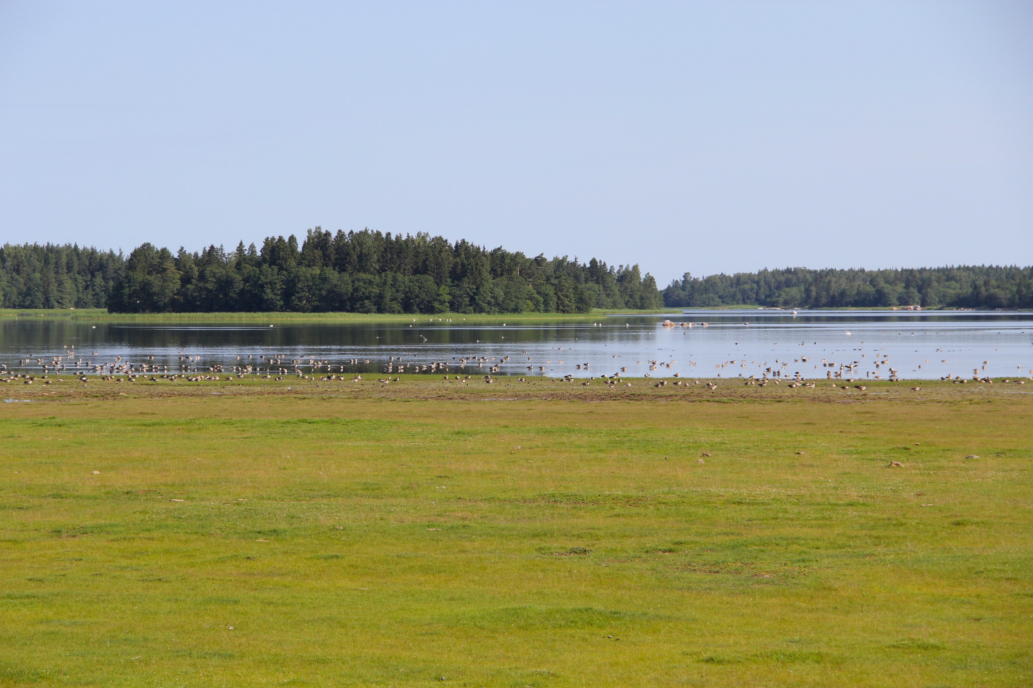 En grön strandäng leder fram till en havsvik. Vid vattenbrynet och ute på vattnet finns jättemånga fåglar.  