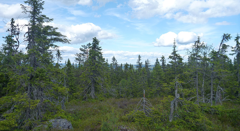 Höghöjdsgranskog. Foto Johanna Malmgren.