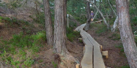 träspång genom tallskog