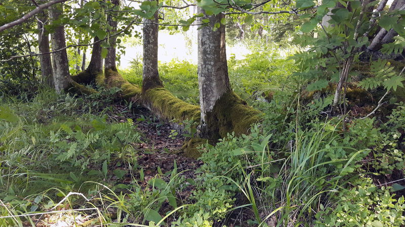 Brinkängen meadow