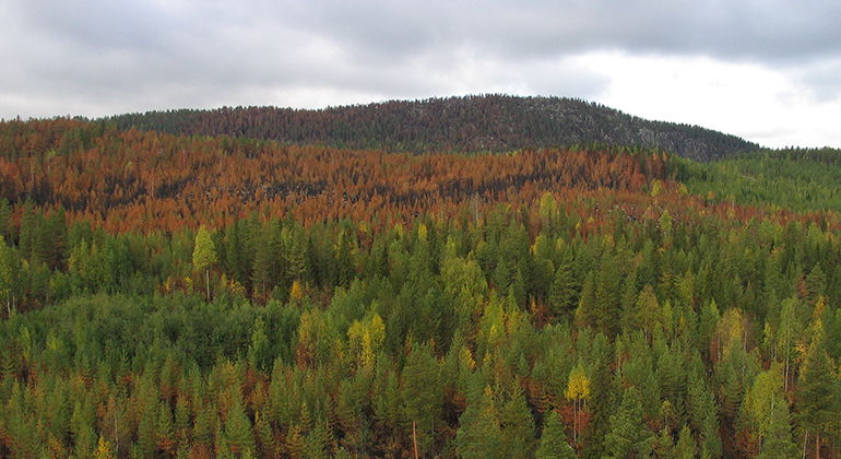 Utsikt över brandområdet i Klusåberget. 