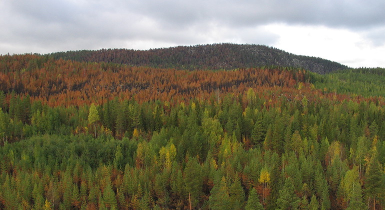 Utsikt över brandområdet i Klusåberget. 