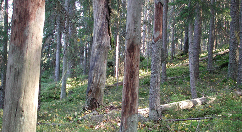 Fjornshöjden, Naturreservat