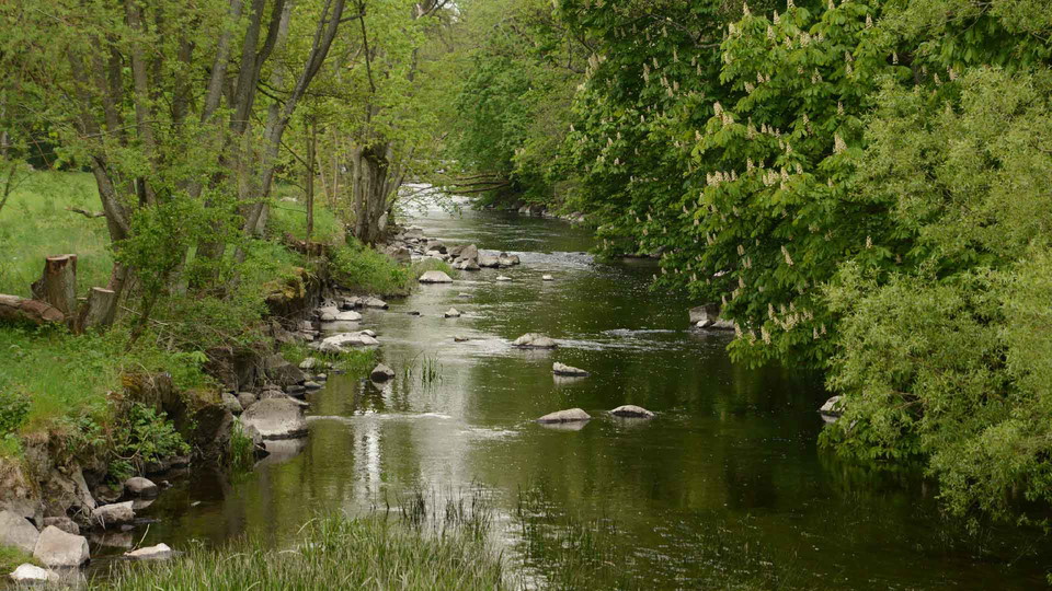 En bred å kantad av gröna tröd 