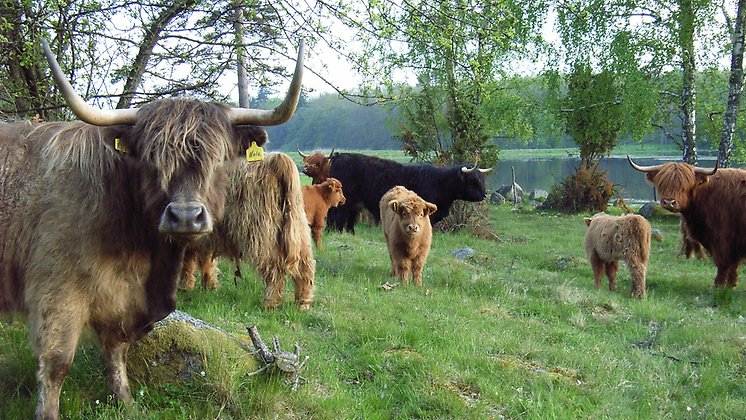 Vambåsa hagmarker. Betande highland cattle. Foto Robert Ekholm/Länsstyrelsen.