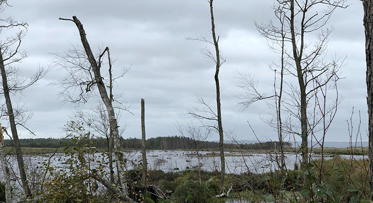 Vy över våtmarken