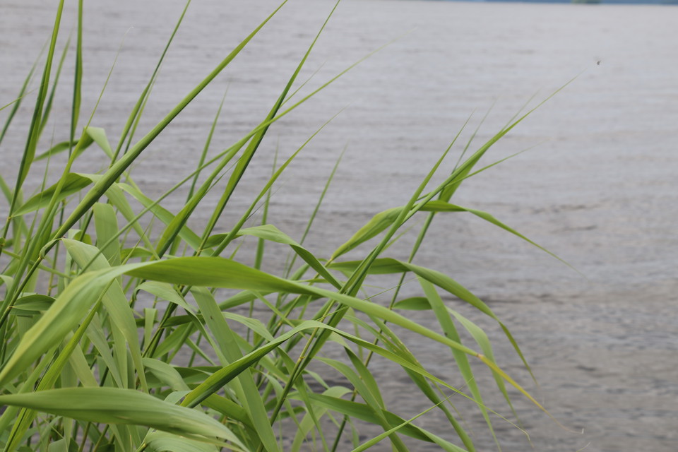Gröna vass i närbild.