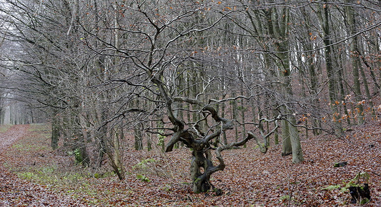 Vresbok.