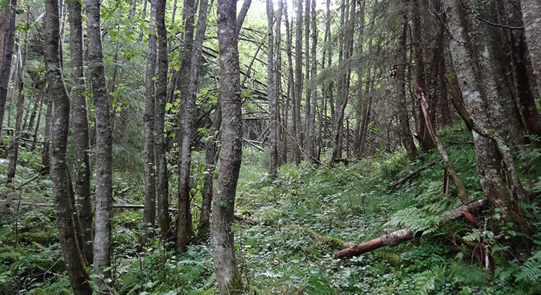 Bergvattsdalen, Naturreservat