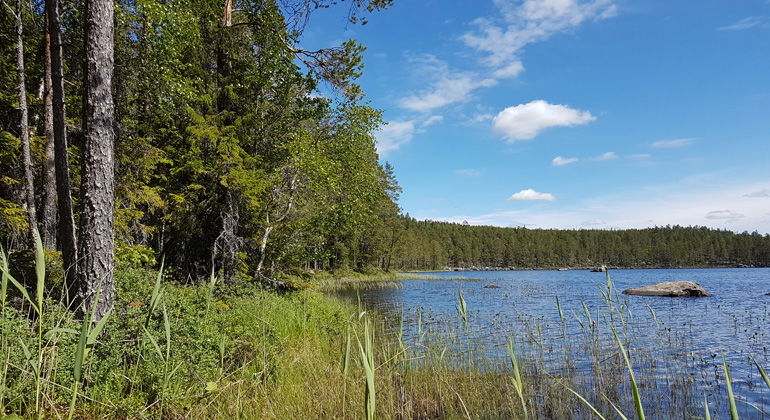 Strandkanten av sjön Lockjärv.