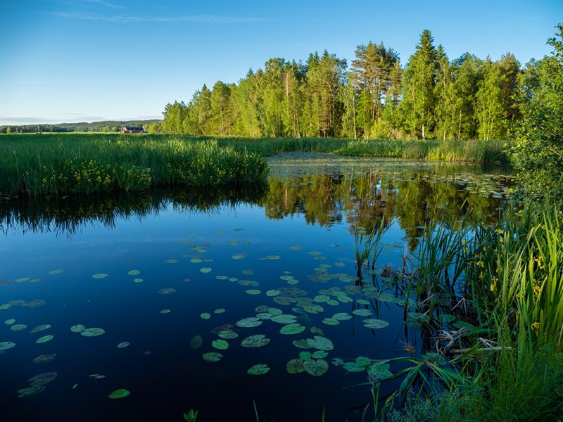 innsjø med vannliljer