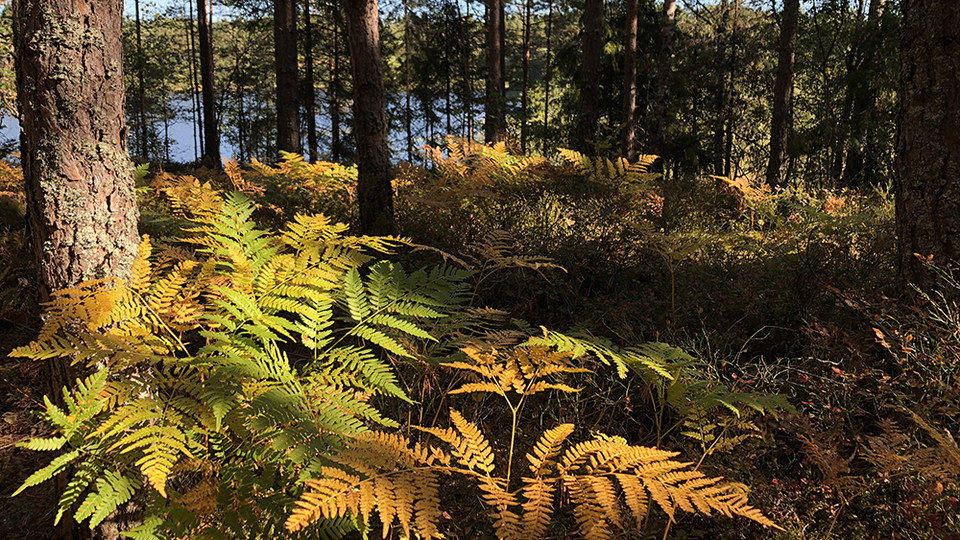 Gula, gröna och orangea ormbunkar i skogsmiljö med en sjö bakom tallarna.
