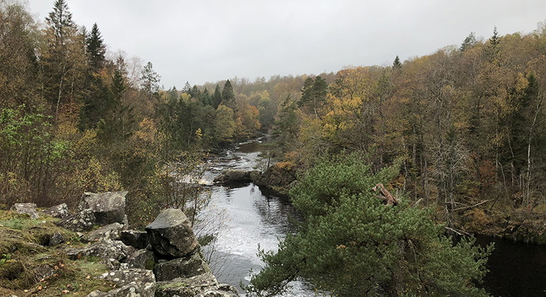Utsikt över skog och vatten