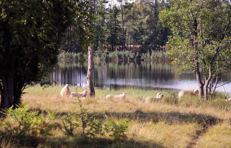 En fårflock på bete vid Kolbäcksåns strandkant.