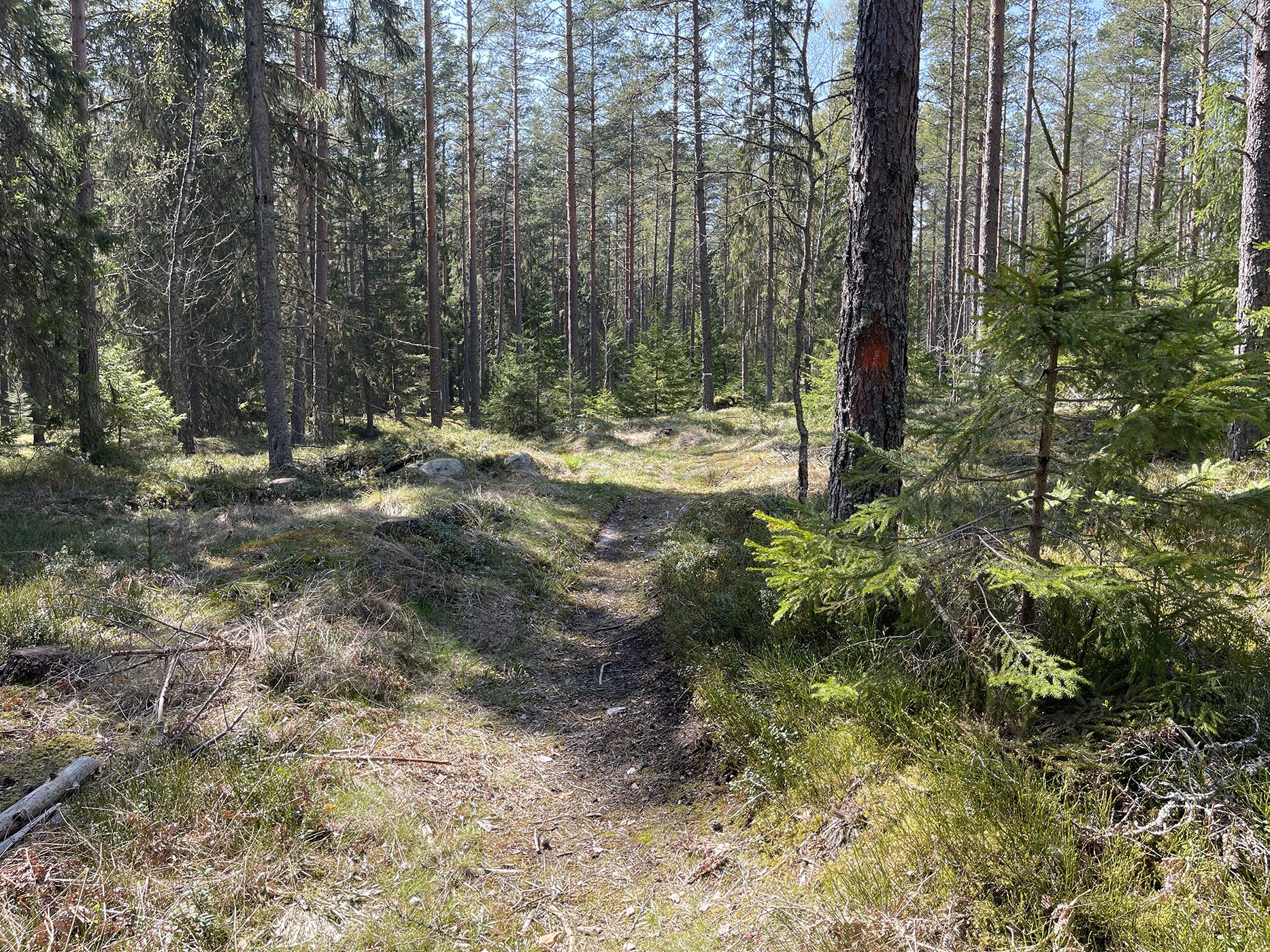 Igenvuxen skogsmaskinsväg. På en stam är en orange punkt målad.