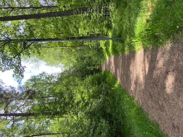 Motionsspår med elbelysning och en tall i förgrunden och där löpunderlaget är flis