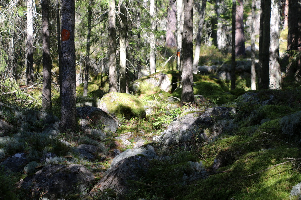 Solen tränger sig in bland träd och mossiga stenar.