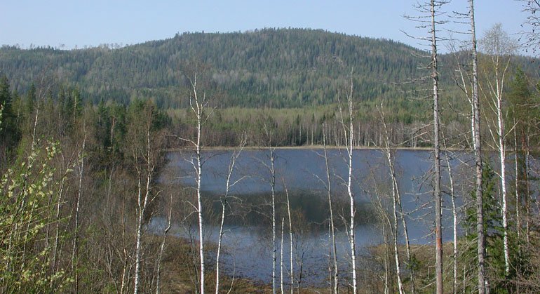 Utsikt över Alsjöåsens naturreservat.