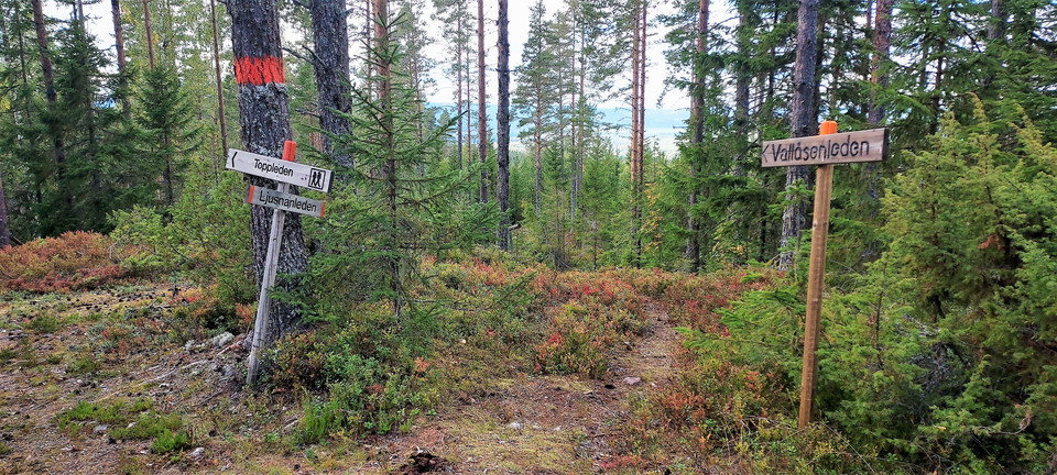 Toppleden Färila